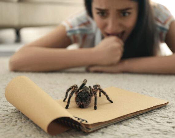 Keine Angst vor Spinnen: Wenn Sie aber kommt?