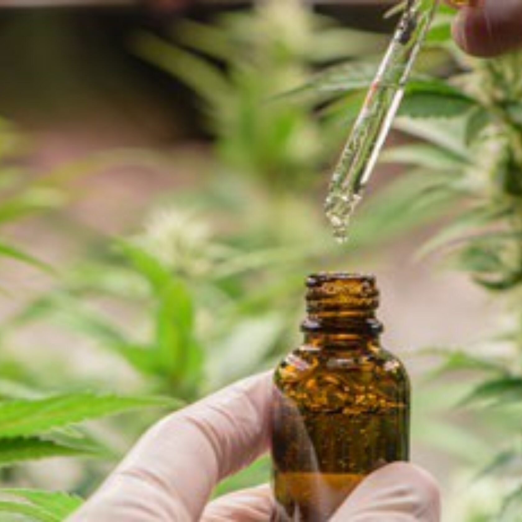 Medizinisches Cannabis mit der Pipette