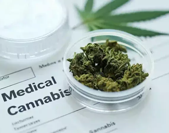 Cannabisknospen in einer Petrischale auf einem Formular mit der Überschrift Medical Cannabis