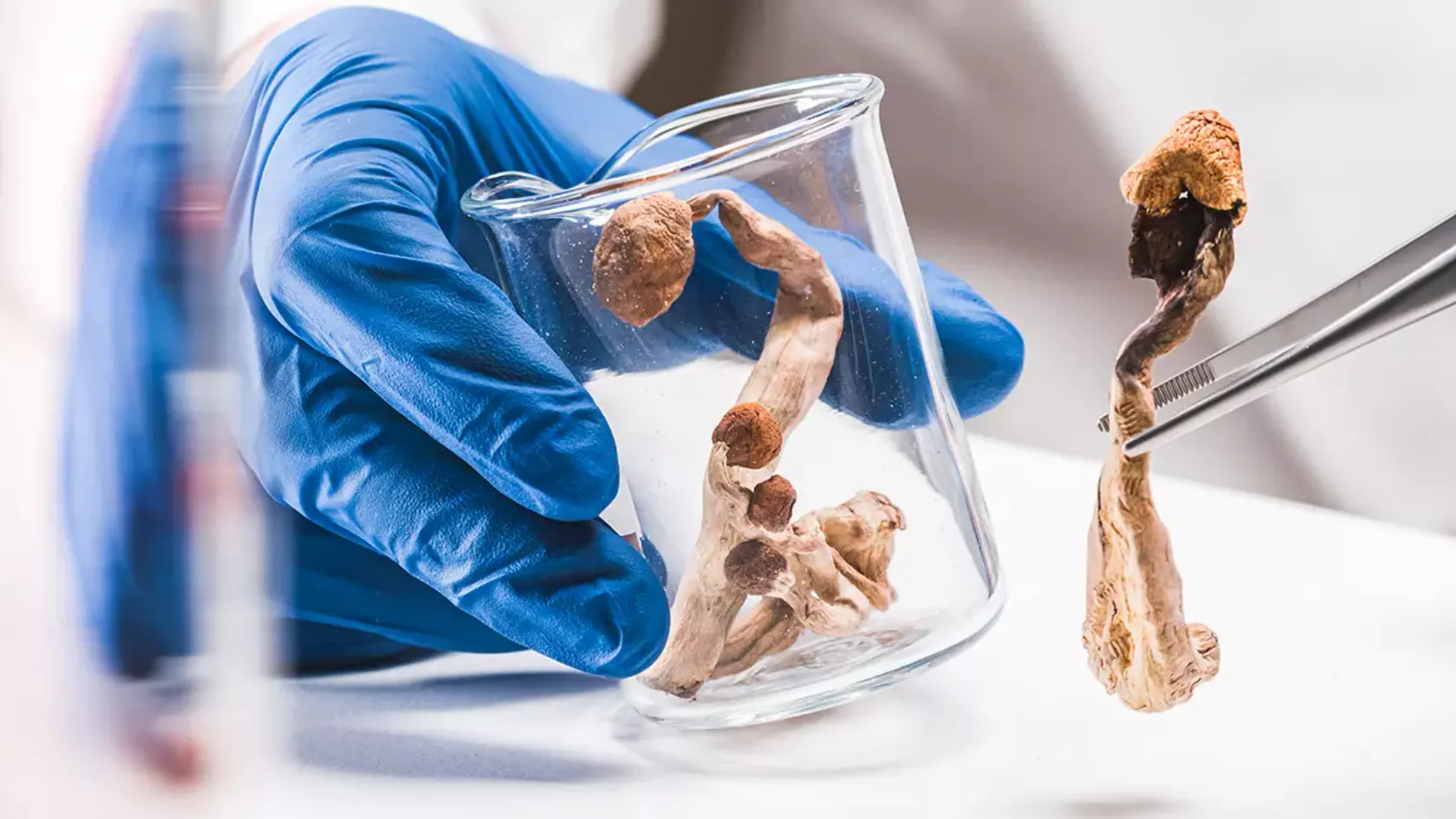 Im Labor werden Magic Mushrooms mit einer Pinzette in ein Zylinderglas gegeben.